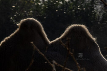Zoo Heidelberg - Photo: Frank Schindelbeck Fotografie