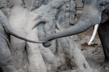 Zoo Heidelberg - Photo: Frank Schindelbeck Fotografie