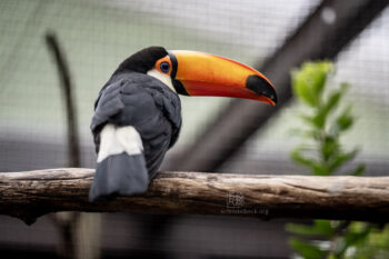 Zoo Heidelberg - Photo: Frank Schindelbeck Fotografie