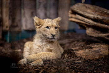 Zoo Heidelberg - Photo: Frank Schindelbeck Fotografie