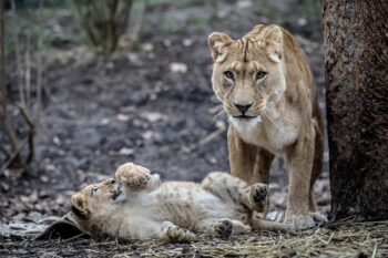 Zoo Heidelberg - Photo: Frank Schindelbeck Fotografie