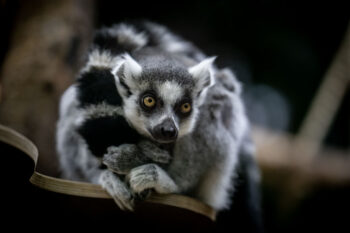 Zoo Heidelberg - Photo: Frank Schindelbeck Fotografie